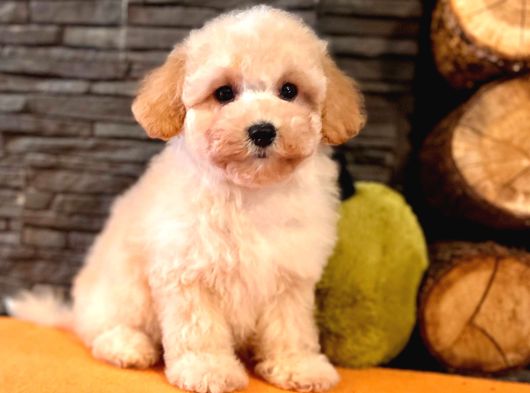 Maltipoo Yavruları Sizleri Bekliyor görsel