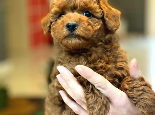 Red Brown Toy Poodle Yavruları İstanbul görsel