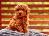 Red Brown Toy Poodle Yavruları İstanbul