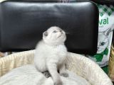 Scottish Fold Blue Point Ve British Yavrularımız