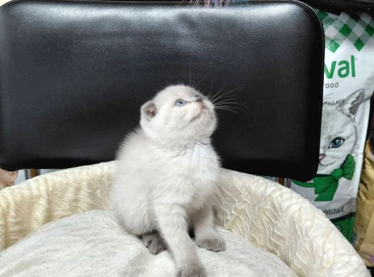 Scottish Fold Blue Point Ve British Yavrularımız görsel