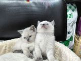 Scottish Fold Blue Point Ve British Yavrularımız