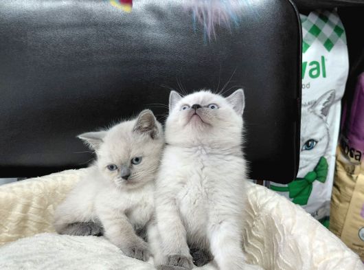 Scottish Fold Blue Point Ve British Yavrularımız görsel