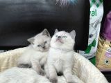 Scottish Fold Blue Point Ve British Yavrularımız