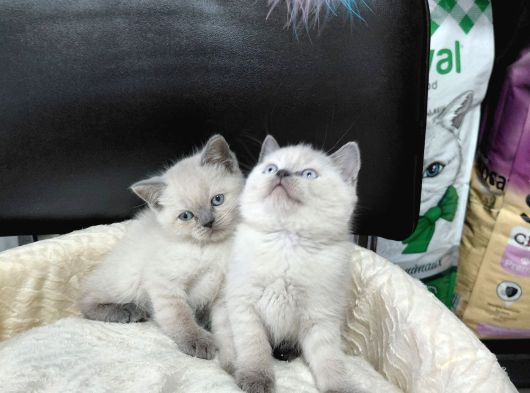 Scottish Fold Blue Point Ve British Yavrularımız görsel