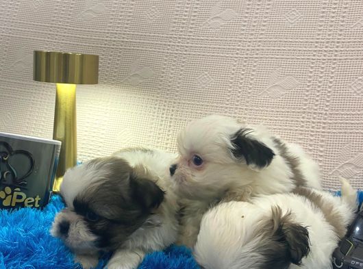 Bebek Suratlı Şitsu görsel