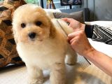 İstanbul Ruhsatli̇ Çi̇fli̇kten  Malti̇poo Yavrulari Sizlere Daha