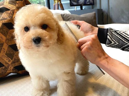 İstanbul Ruhsatli̇ Çi̇fli̇kten  Malti̇poo Yavrulari Sizlere Daha görsel