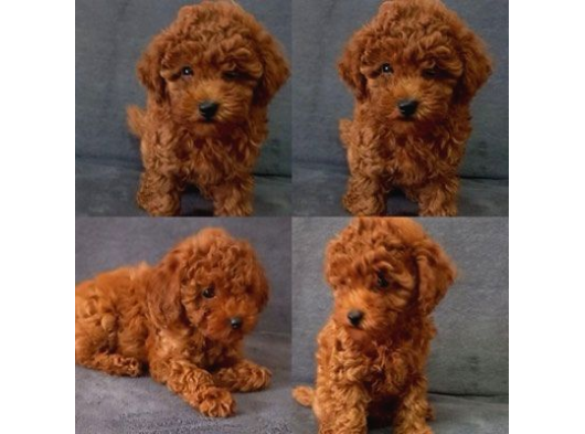 Efsane Güzelli̇kte Gerçek Toy Poodle Yavrular görsel