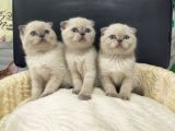 Scottish fold blue point ve british yavrularımız