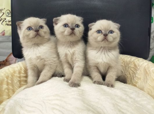 Scottish Fold Blue Point Ve British Yavrularımız