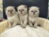 Scottish Fold Blue Point Ve British Yavrularımız