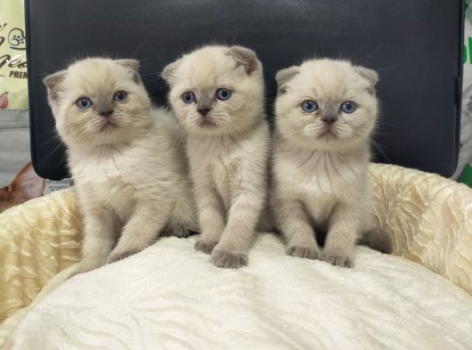 Scottish Fold Blue Point Ve British Yavrularımız görsel