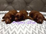 DARK RED POODLE YAVRULAR