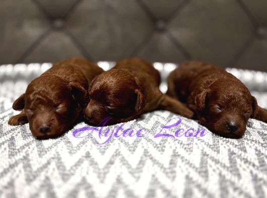 Dark Red Poodle Yavrular