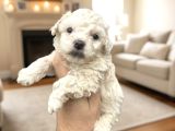Türkiyenin En Güzel Beyaz Poodle Bebeği