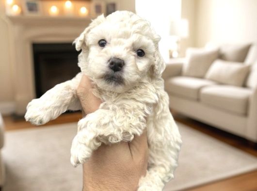Türkiyenin En Güzel Beyaz Poodle Bebeği görsel