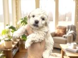 Türkiyenin En Güzel Beyaz Poodle Bebeği