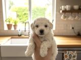 Türkiyenin En Güzel Beyaz Poodle Bebeği