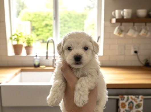 Türkiyenin En Güzel Beyaz Poodle Bebeği görsel