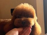 Güvenilir Yetiştiriciden Sağlıklı Toy Poodle Yavruları