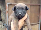 Üst Seviye Koruma Adayı Malinois Yavrular