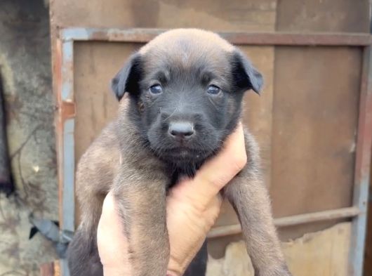 Üst Seviye Koruma Adayı Malinois Yavrular görsel