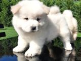 Chow Chow Yavruları  Istanbul