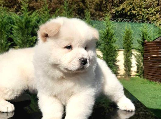 Chow Chow Yavruları  Istanbul görsel