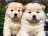 Chow Chow Yavruları  Istanbul