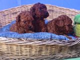 Efsane Güzelli̇kte Gerçek Toy Poodle Yavrular
