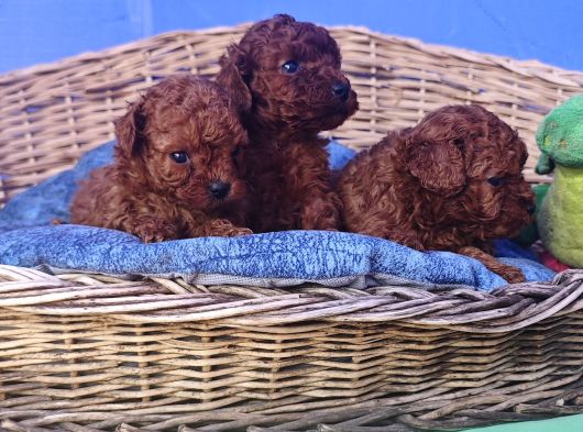 Efsane Güzelli̇kte Gerçek Toy Poodle Yavrular görsel
