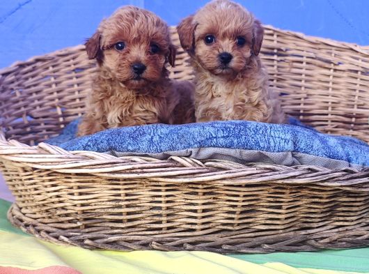 Gerçek A Kali̇te Malti̇poo Yavrular görsel