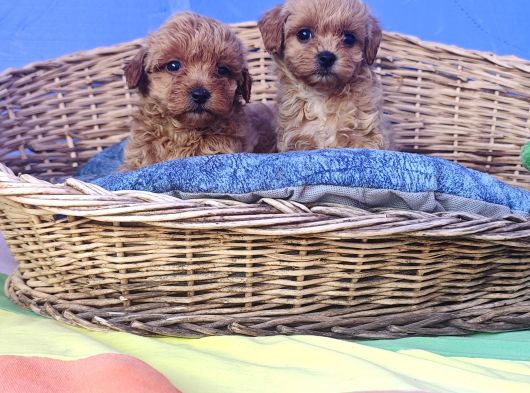 Gerçek A Kali̇te Malti̇poo Yavrular görsel