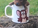 Efsane Güzelli̇kte Gerçek Toy Poodle Yavrular