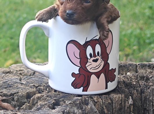 Efsane Güzelli̇kte Gerçek Toy Poodle Yavrular görsel