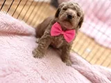 Muazzam Güzellik Poodle Bebekler