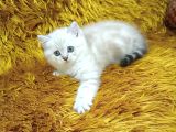 Brtish Shorthair Lynxpoint