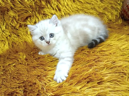 Brtish Shorthair Lynxpoint görsel
