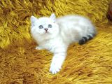 Brtish Shorthair Lynxpoint
