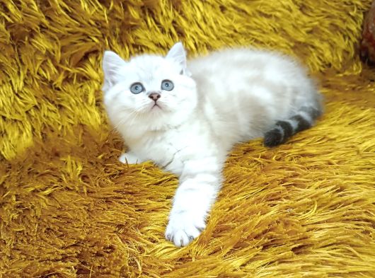 Brtish Shorthair Lynxpoint görsel