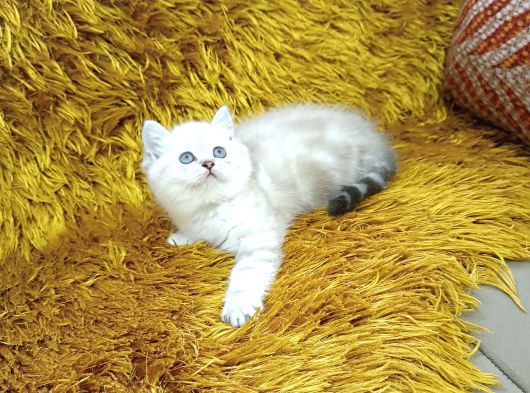Brtish Shorthair Lynxpoint