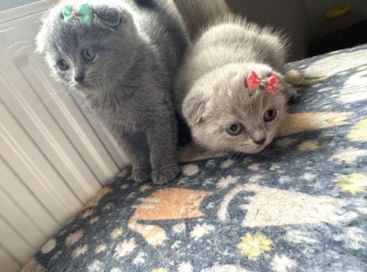 Safkan Beeklerim görsel