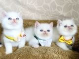 Maviş Garfield Exotic Shorthair Bebegim