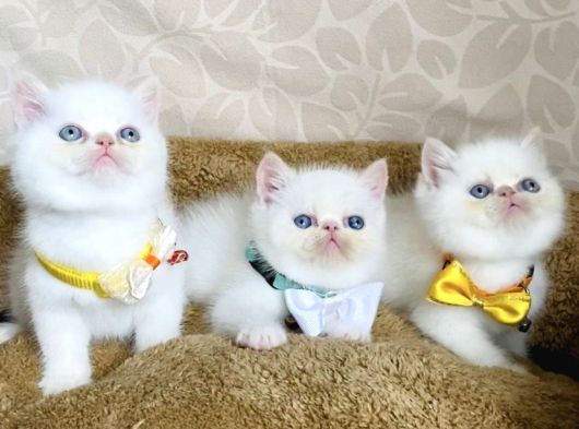 Maviş Garfield Exotic Shorthair Bebegim görsel