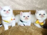 Maviş Garfield Exotic Shorthair Bebegim