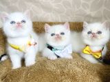 Maviş Garfield Exotic Shorthair Bebegim