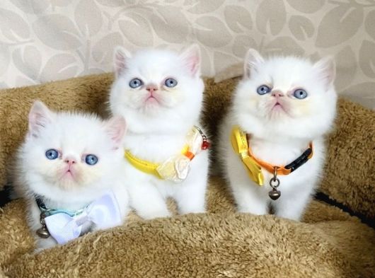 Maviş Garfield Exotic Shorthair Bebegim görsel