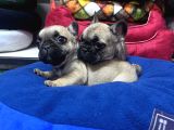FRENCH BULLDOG YAVRULARI ANKARA