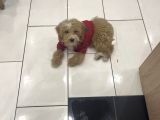 Türki̇yeni̇n En Uygun En Güzel Toy Poodle Yavrusu